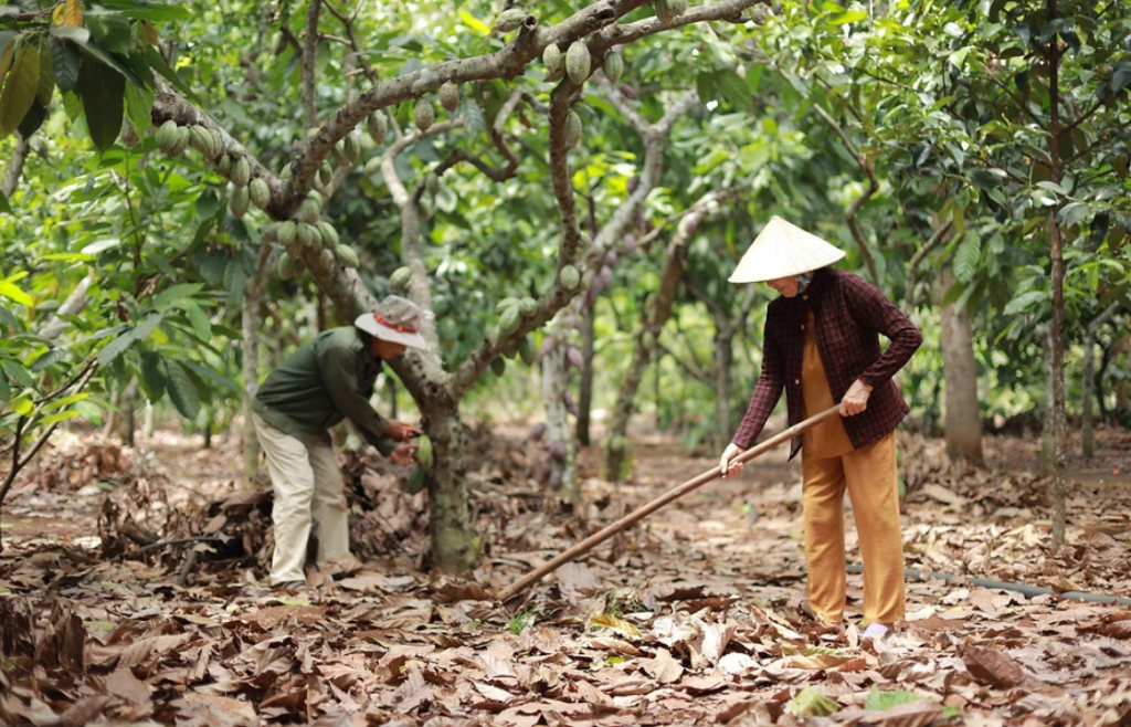 OCA JAPANについて